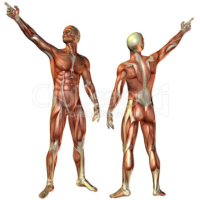 Muskelstruktur Mann von vorne und hinten