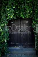 door covered with ivy