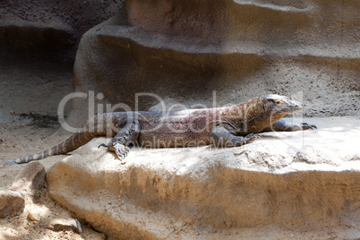 lizard lying on the rocks