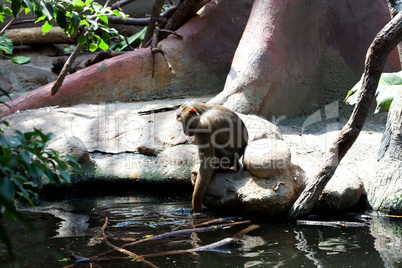 monkey sitting by the water