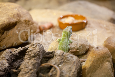 lizard in bowls with food
