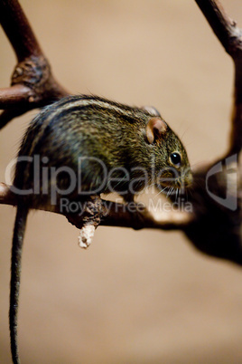 Wild Mouse sitting on a branch