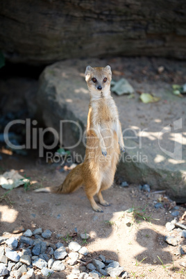 yellow mongoose sitting on the sand