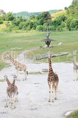 giraffes in the savanna