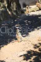 surikata sitting on the sand