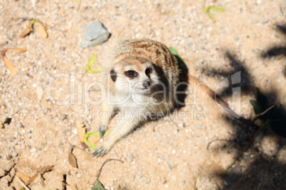 surikata sitting on the sand