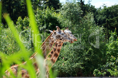 giraffes in the savanna