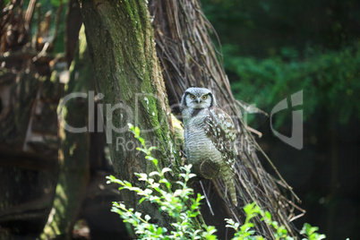 owl sitting on a tree