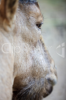 portrait of a mountain goat