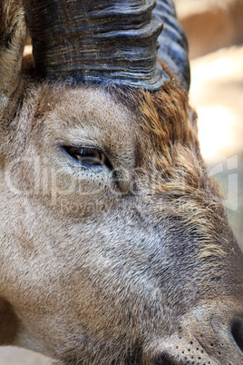 portrait of a mountain goat