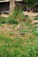 heron standing on the grass