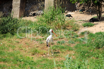 heron standing on the grass