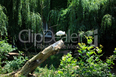 heron standing on the grass