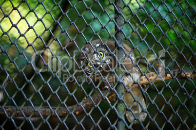 owl looking through the bars