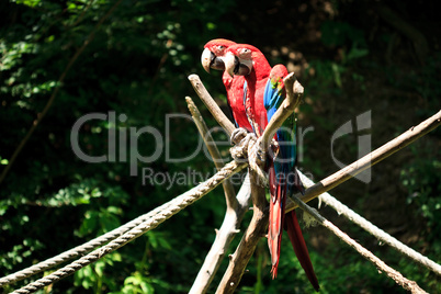 macaw sitting on a branch