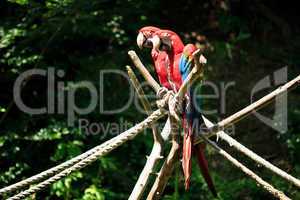 macaw sitting on a branch