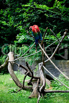 macaw sitting on a branch