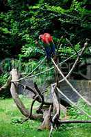 macaw sitting on a branch