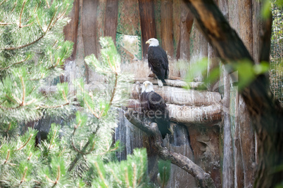 white-eagle sitting on a branch