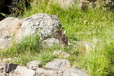 gray bird standing on a rock