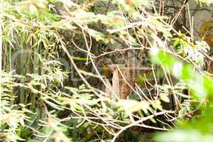 woodpecker in the bush