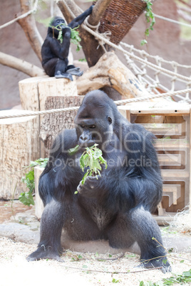 gorilla in the aviary