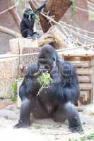 gorilla in the aviary