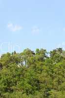 trees against the blue sky