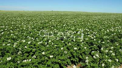 Potato crop in bloom
