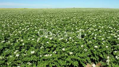 Potato crop in bloom