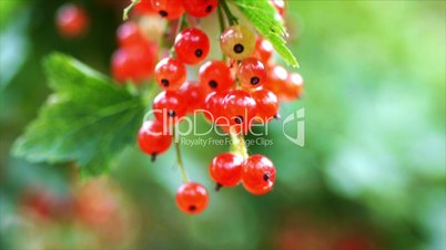 Bush of red currant with berries shakes on wind.