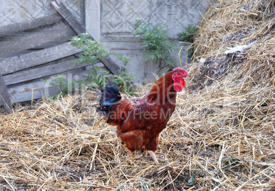 Cockerel in rustic farm yard