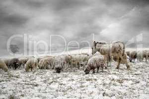 Futtersuche im Schneesturm