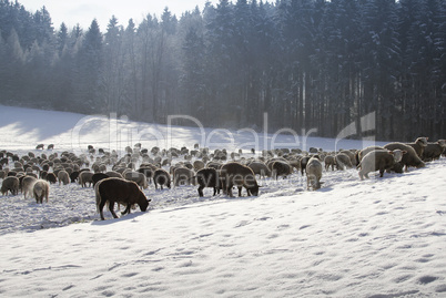 Schafherde im Winter