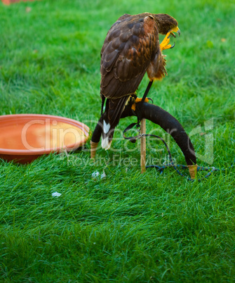 eagle on a background of green grass