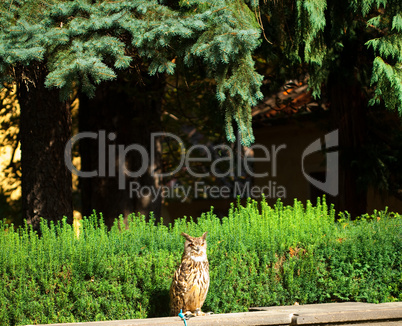 owl on a background of green grass