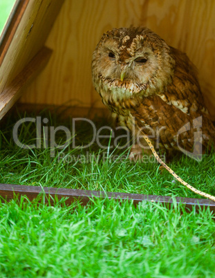 owl on a background of green grass