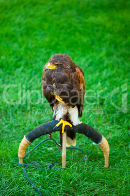 eagle on a background of green grass