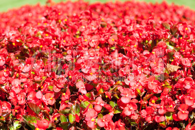 red flowers on a background of green grass in the park