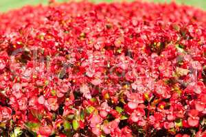 red flowers on a background of green grass in the park