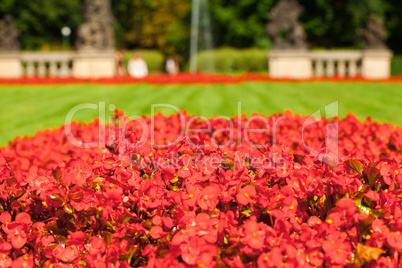 red flowers on a background of green grass in the park