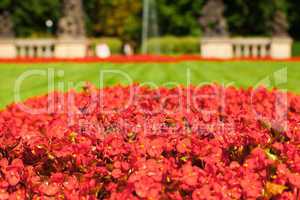 red flowers on a background of green grass in the park