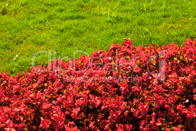 red flowers on a background of green grass in the park