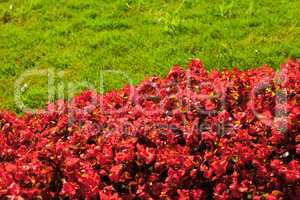 red flowers on a background of green grass in the park