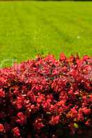 red flowers on a background of green grass in the park