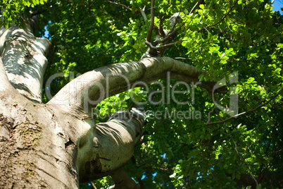 big tree in the park