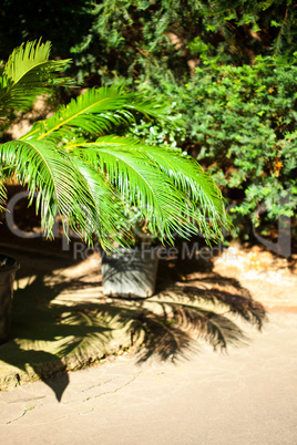 background of green foliage in the park