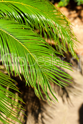 background of green foliage in the park