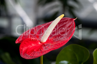 beautiful red flower