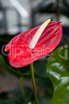 beautiful red flower